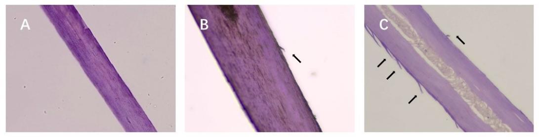 体外真发,头发热损伤,模型研究,CIRS,功效评价,技术实践