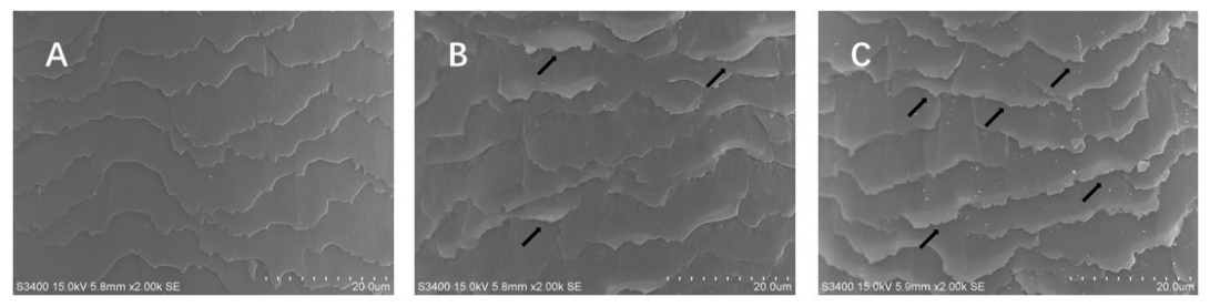 体外真发,头发热损伤,模型研究,CIRS,功效评价,技术实践