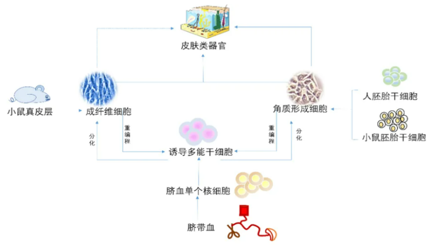 新型皮肤,芯片,化妆品安全,功效评价