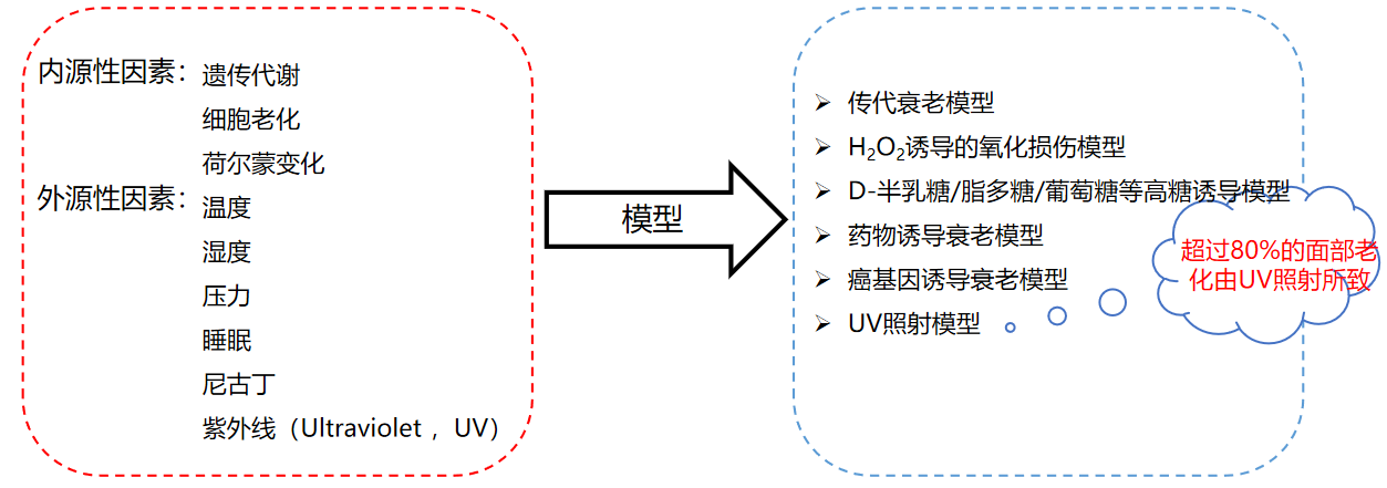 皮肤,抗衰,细胞,功效评估,去皱,抗初老,紧致