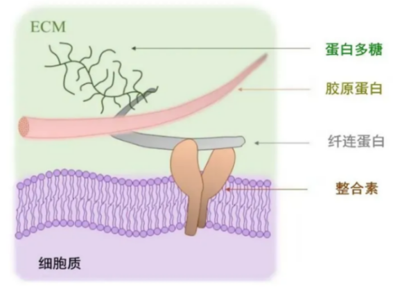 皮肤,抗衰,细胞,功效评估,去皱,抗初老,紧致