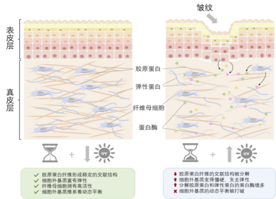 化妆,抗皱,活性物质,皱纹,玻尿酸,视黄醇
