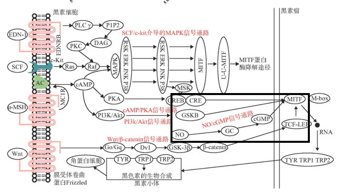 美白,功效原料,信号通路,黑素转移,百里香醌