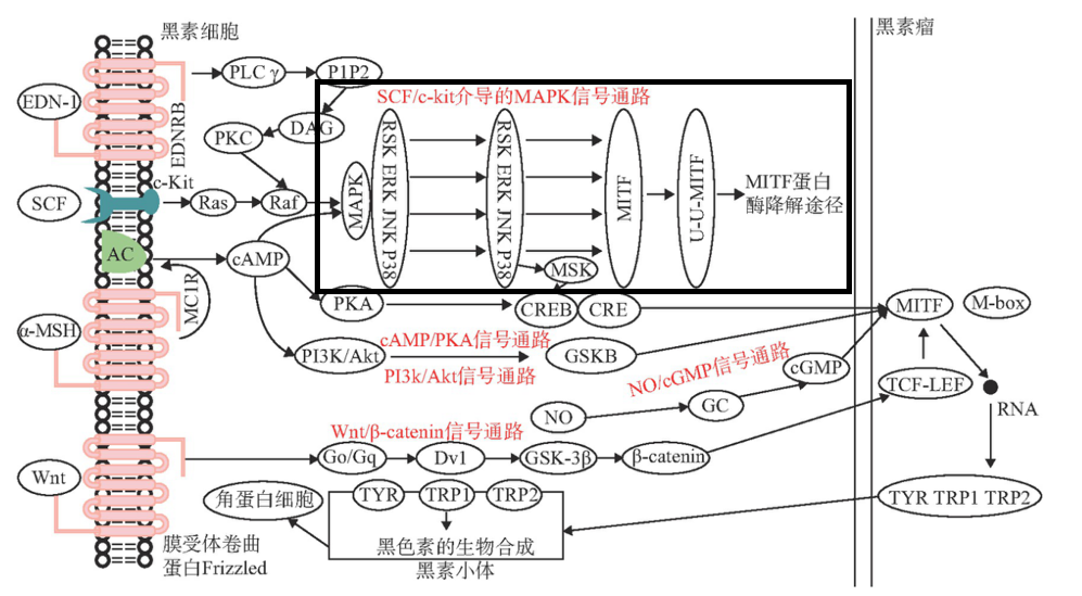美白,功效原料,信号通路,黑素转移,百里香醌