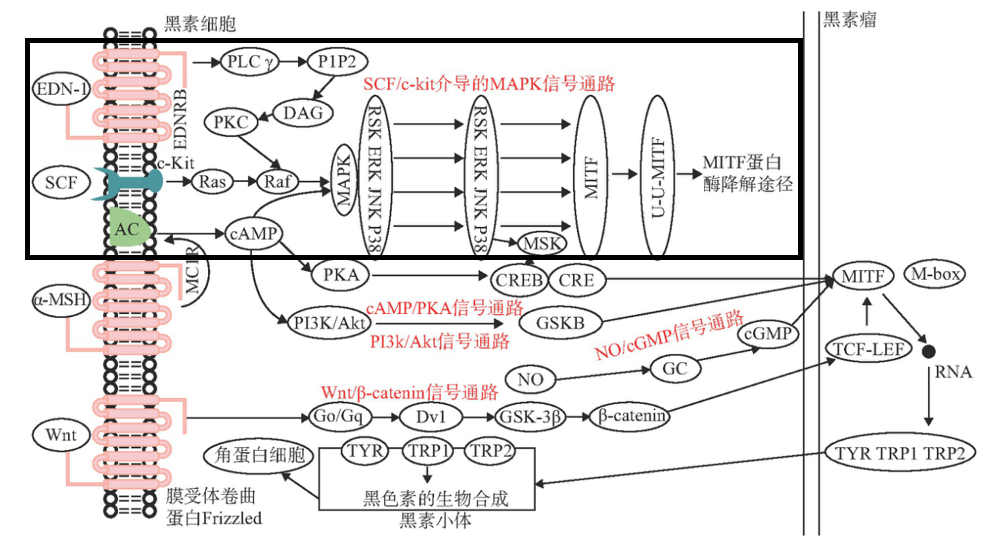 美白,功效原料,信号通路,黑素转移,百里香醌