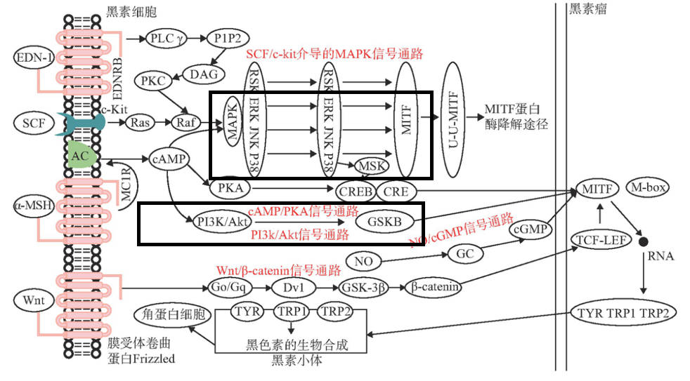 美白,功效原料,信号通路,黑素转移,百里香醌