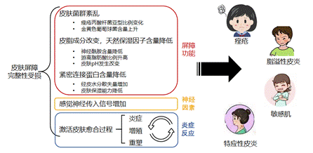 敏感肌,护理类产品,保湿,修护,舒缓,功效,体外评价